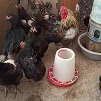 مرغ خروس جوجه نیمچه