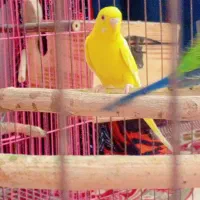 مرغ عشق هلندی|پرنده|اندیمشک, |دیوار