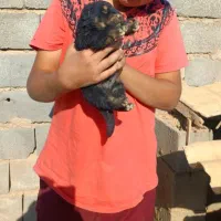 سگ روتوایلر