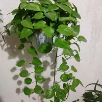 گل وگیاه|گل و گیاه طبیعی|محمدیه-قزوین, |دیوار