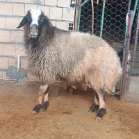 قوچ|حیوانات مزرعه|گیلان غرب, |دیوار