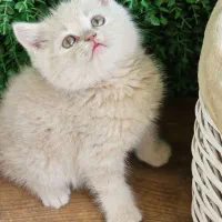 بریتیش های عروسکی