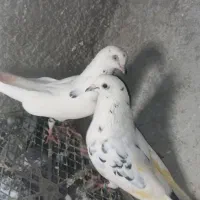 کفتر