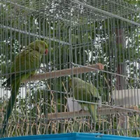 یک جفت ملنگو کارداده|پرنده|کرج, محمد آباد|دیوار