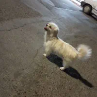 پاپی|سگ|تربت‌حیدریه, شهرک ولیعصر|دیوار