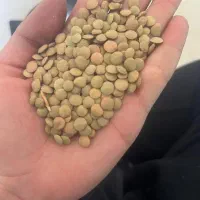 حبوبات به شرط مرجوعی|خوردنی و آشامیدنی|شیراز, شهرک مطهری|دیوار