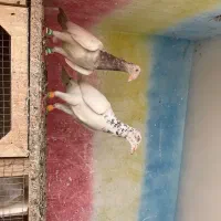 یهودی،ابلغ سیا،سارکاکلی،ساده،سوسکی