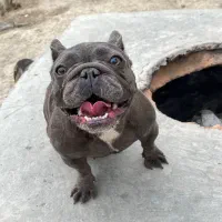 چند قلاده فرنچ بولداگ