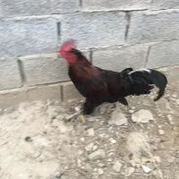 خروس