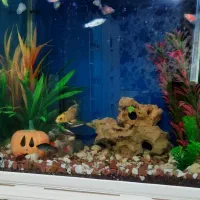 آکواریوم ماهیان گیاهخوار ۶۰×۵۵×۳۵|ماهی|خرمآباد, |دیوار