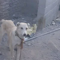 سگ افغانی|سگ|زاهدان, |دیوار