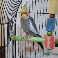 عروس هلندی جفت