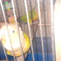 گرینچیک|پرنده|قم, یزدانشهر|دیوار