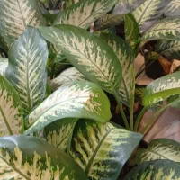 بار زمستانه شارژ شدفلکه خاش کنارعابربانک