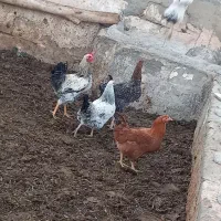 انواع اردک.خروس‌.مرغ.بوقلمو.|حیوانات مزرعه|شاهین دژ, |دیوار
