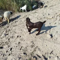 اهواز‌کارون