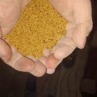 تخم یونجه