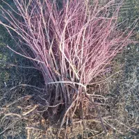 نهال گل محمدی