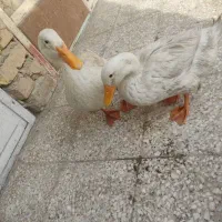 اردک نر