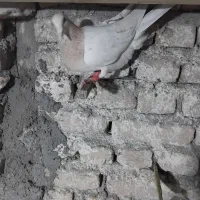 کبوترجفتگاه وپرشی|پرنده|مشهد, خواجه ربیع|دیوار