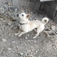 سگ پا کوتاه|سگ|جیرفت, |دیوار