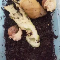 حلزون افریقایی