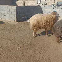 یع بره تخمی