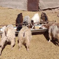 بزه دورگ|حیوانات مزرعه|سده (خراسان جنوبی), |دیوار