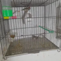 فنچ جفتکا با تخم و جوجه|پرنده|مشهد, پنجتن|دیوار