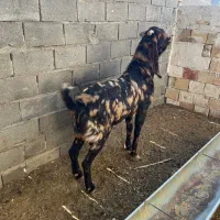 بز کل پاکستانی اصیل