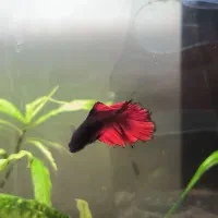 ماهی فایتر|ماهی|ماکو, |دیوار