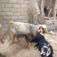 صابرین