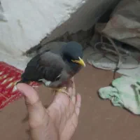 650000|پرنده|مینودشت, |دیوار
