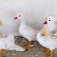 جوجه اردک زینتی|حیوانات مزرعه|تبریز, |دیوار