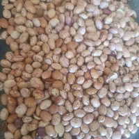 لوبیا چیتی محلی  درجه 2 اقتصادی