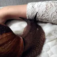 حلزون مارژیناتا ایماکولاتا|خزنده|اصفهان, چرخاب|دیوار