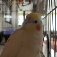 عروس هلندی نر لوتینو