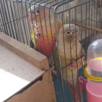 راهنمایی در مورد گرینچیک