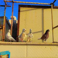کبوتر پرشی|پرنده|قم, چهار مردان|دیوار