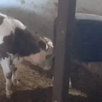 گوساله نرسیمینتال|حیوانات مزرعه|اسدآباد, |دیوار