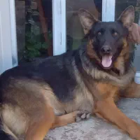 واگذاری سگ ژرمن