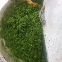 کارگر سبزی پاک کنی جماران