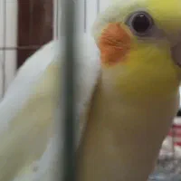 جوجه عروس هلندی