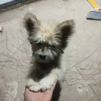 فروش سگ پاکوتاه