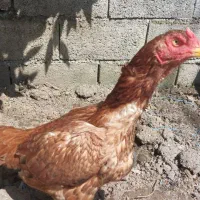 فروش مرغ لاری