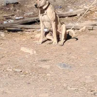 واگذاری ماده سرابی درج یک قد ۸۰ دوساله|سگ|اردبیل, |دیوار