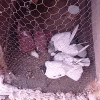 کفتر کله سینه طوقی ساده