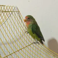 فروش طوطی تک و عروس تک نر|پرنده|شیراز, شهرک صدا و سیما|دیوار