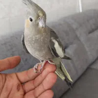 عروس هلندی ماده فروشی