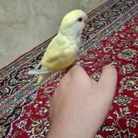 طوطی کوتوله برزیلی (لاوبرد) کاملا رام ودستی|پرنده|ازنا, |دیوار